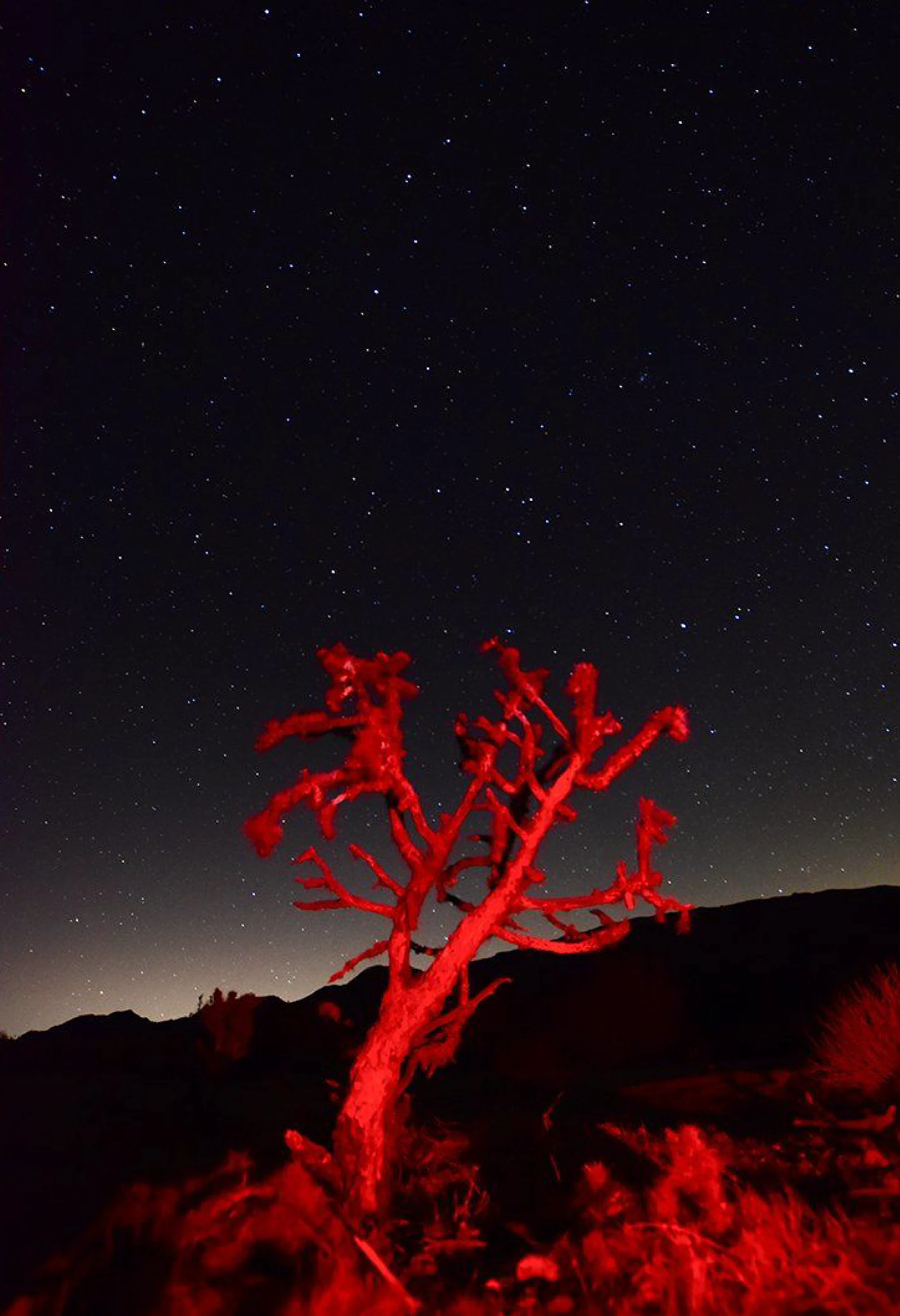 Galaxy at Joshua Tree